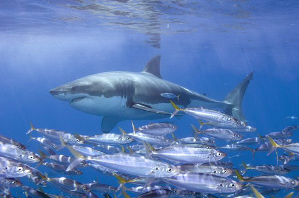Tiburón blanco 2
