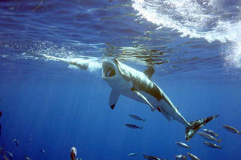Tiburón blanco 5