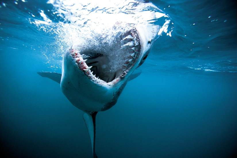 Tiburón blanco