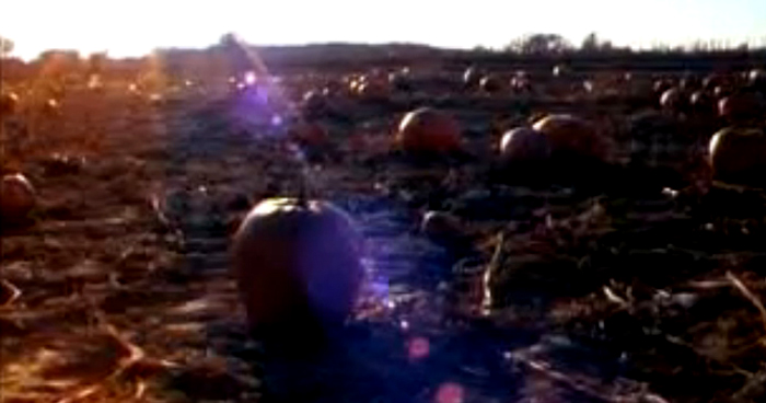 Pumpkin