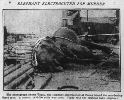 "Elefante electrocutado por homicidio", porque Edison hacía algo más aparte de fabricar bombillas.