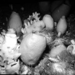 Supervivientes natos