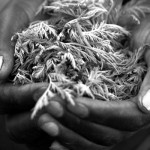 Artemisina, el inesperado regalo de Mao