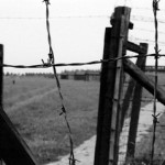 Los faisanes de Majdanek