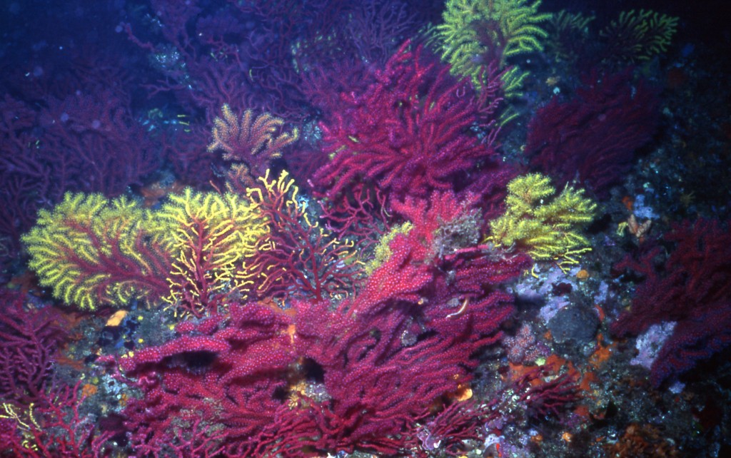 Las gorgonias formas un bosque submarino junto con esponjas, corales, briozoos, etc.