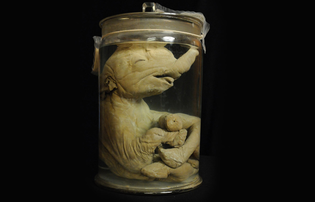 El feto de Seba. Imagen: Museo de Historia Natural de Suecia.