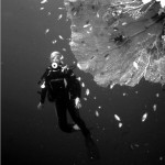 El&nbsp;bosque animal