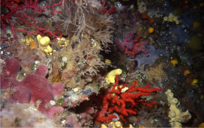 Mosaico Mediterráneo, donde podemos ver coral rojo, esponjas, briozoos, algas...(Foto: Sergio Rossi)