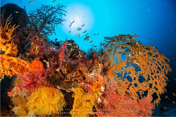 Bosque animal en Tailandia (Foto: Amazing Underwater