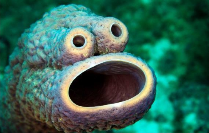 Esponja con cara sorprendida. (Foto: Amazing underwater