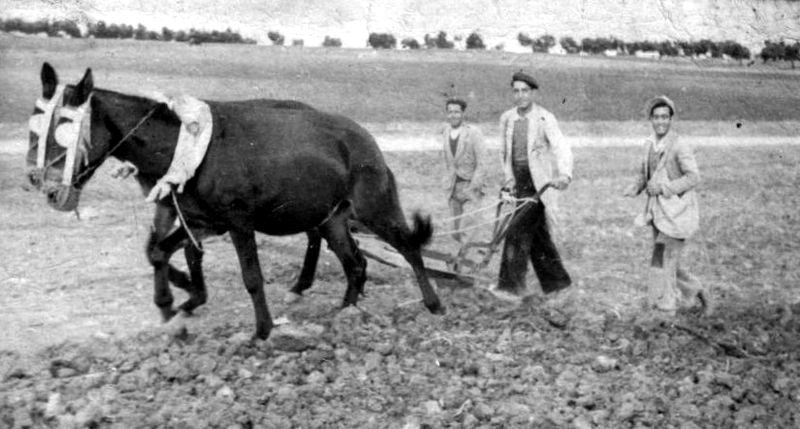Imagen de arado en 1950 en El Saucejo, provincia de Sevilla. Foto Malojavio el Saucejo (CC)