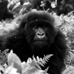 Viviendo entre simios (II): Dian Fossey
