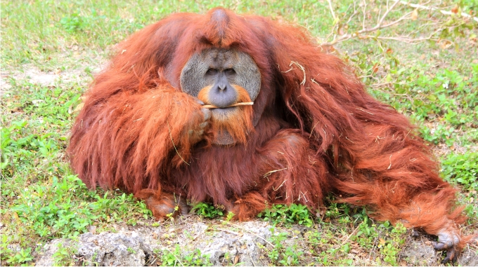 Viviendo entre simios (I): Biruté M. F. Galdikas 3 No son los bosques de Kashyyyk, sino de Sumatra. Foto de Cuatrok77 (CC)