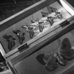 El&nbsp;valor del naturalista