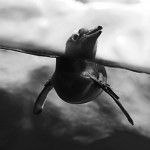 Pingüinos: el pájaro que surgió del frío