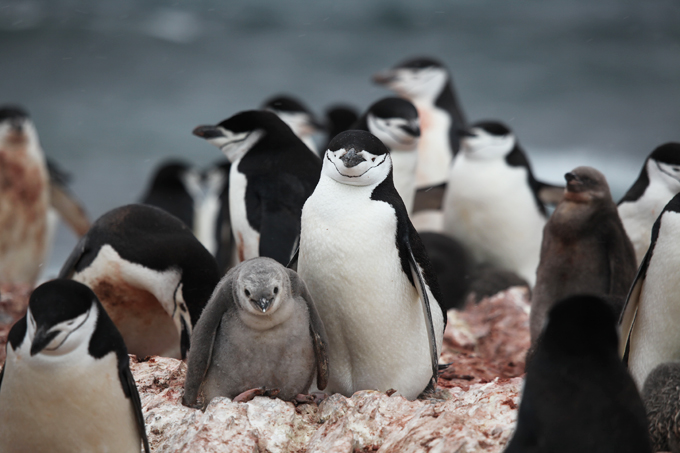 Pingüinos: el pájaro que surgió del frío 5 pingüino barbijo Liam Quinn CC