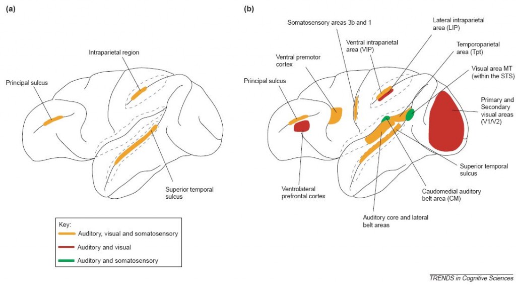 (a) Esquema tradicional de la anatomía cortical de las áreas multisensoriales en el cerebro de los primates. (b) Esquema moderno de la anatomía cortical de las áreas multisensoriales. Las áreas de colores representan regiones donde los datos anatómicos y/o electrofisiológicos demuestran interacciones multisensoriales. En V1 y V2, las interacciones multisensoriales parecen estar restringidas a la representación del campo visual periférico. Las líneas grises punteadas representan los surcos abiertos. Tomado de Ghazanfar, A. A. y  Schroeder, C. E. (2006).