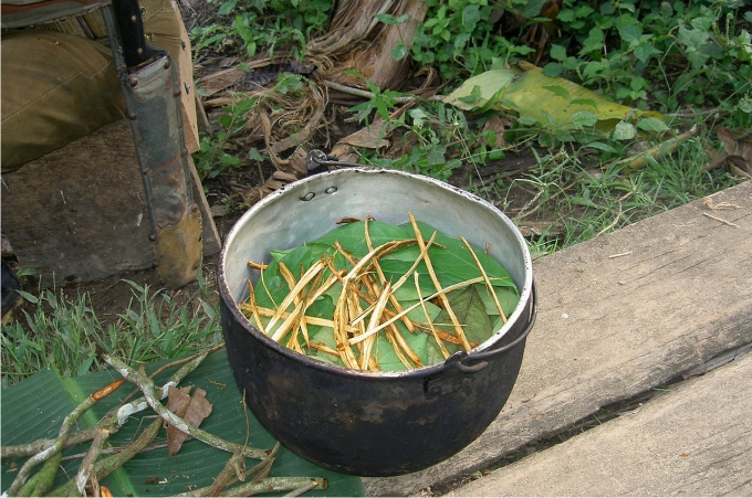 Cocinando ayahuasca y chacruna. Foto: Terpsichore (CC)