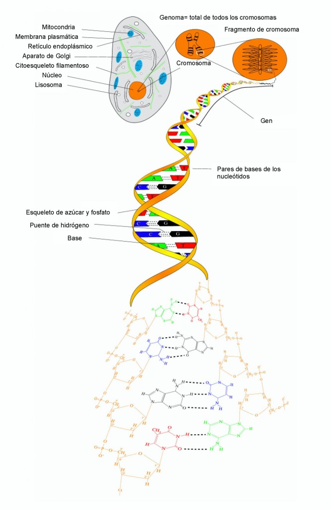 Modelo esquemático de la doble hélice de ADN