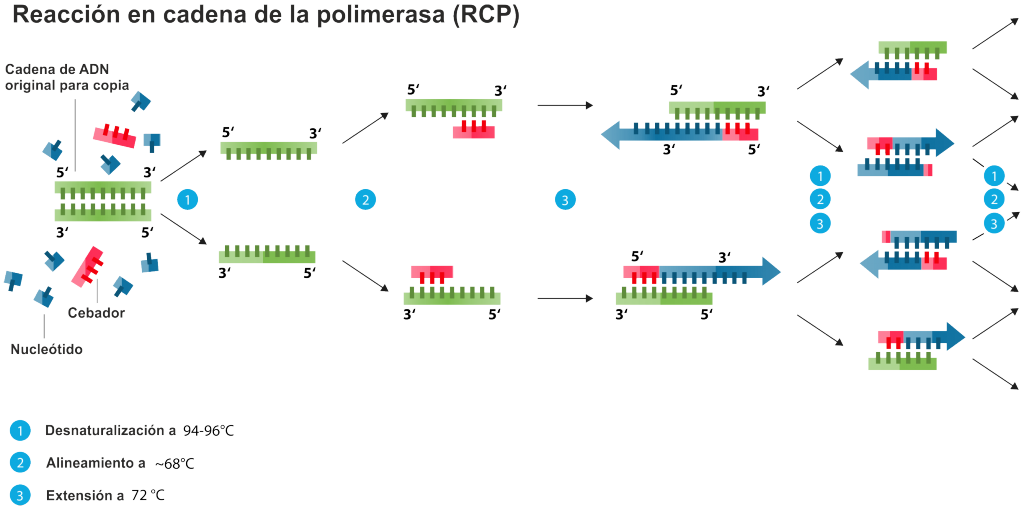 Esquema de funcionamiento de la PCR