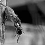 De la vida de las cucarachas. Un tratado entomológico-apocalíptico sobre los bichos negros que heredarán el mundo