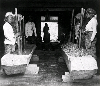 Trabajadores machacan hojas de coca en Java. Foto: Tropenmuseum (DP)