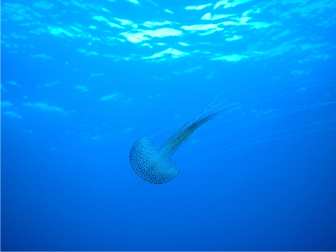 La medusa Pelagia noctiluca es una d elas más frecuentes en las costas españolas. Foto: Sergio Rossi.