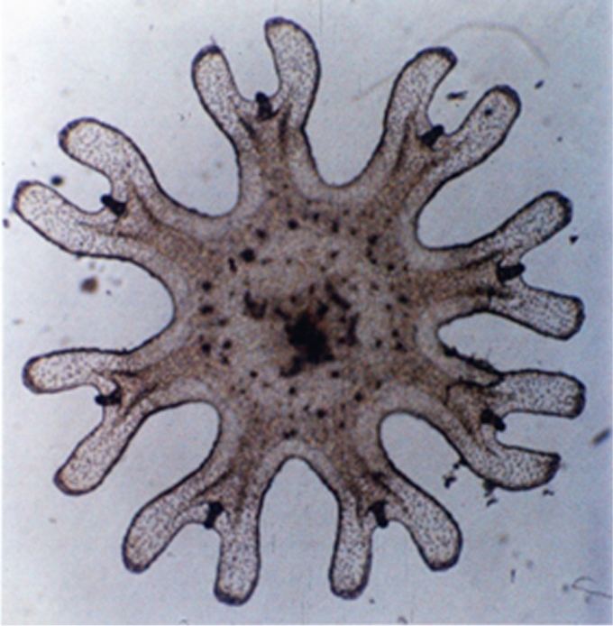 Éfira de Pelagia noctiluca, es el primer estado de desarrollo tras la reproducción. Foto: Josep-María Gili. (CC)