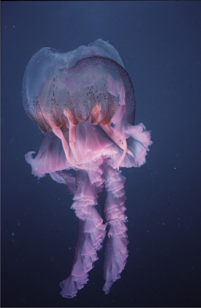 Medusa mordida, posiblemente por peces costeros. Foto: Sergio Rossi.