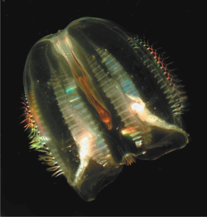 Ctenóforo, estos organismos no son medusas, pero forman parte del plancton gelatinoso. Foto: Sergio Rossi.