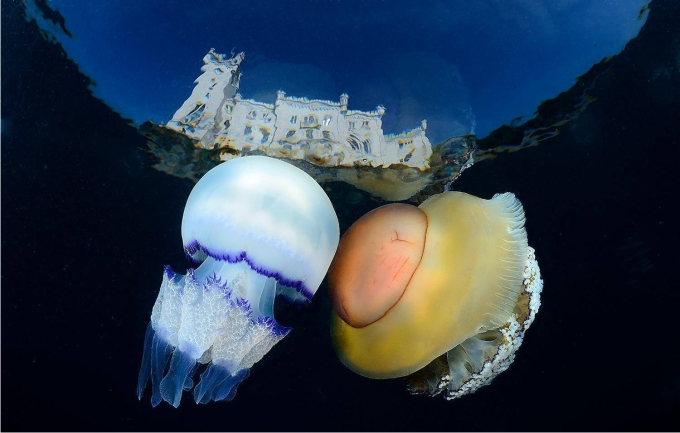 Dos medusas de muy distinto tipo de alimentación cerca de la costa. Foto Adriano Morettin (CC)