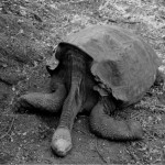 La tierra en la que Darwin se sintió un extraño 