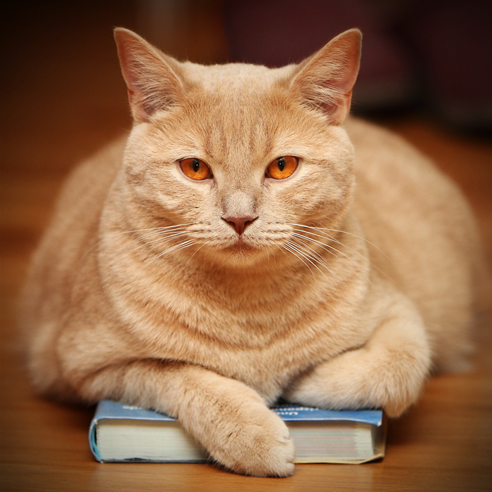 Tres lecturas sobre gatos para amantes de los mismos 1 Manuel Cacciatori CC