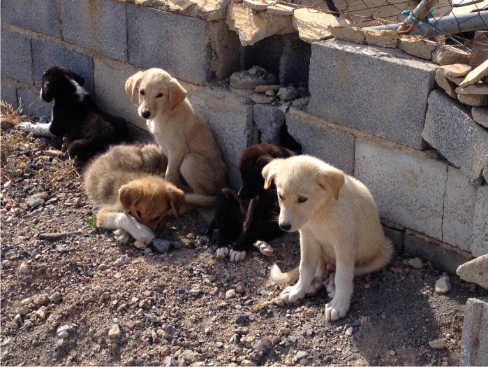 Camada de cinco perros aparecida en un secarral de Campohermoso el sábado 6 de junio de 2015.
