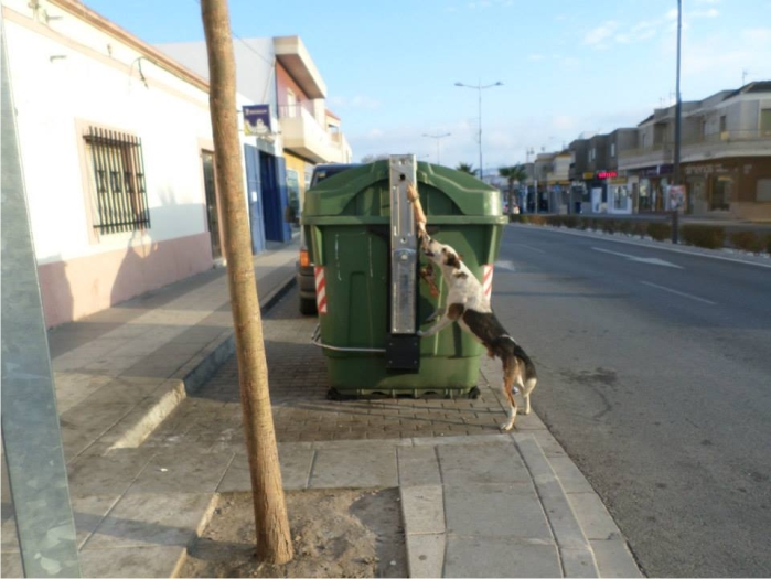 Perro abandonado buscando comida en un contenedor en la carretera de Campohermoso a Níjar (enero 2013).