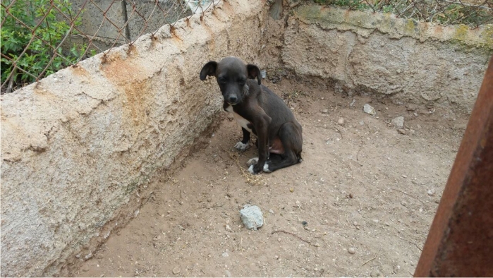 Cachorro de seis semanas abandonado en una huerta, aterrorizado y lleno de garrapatas y parásitos. Rescatado por Lucía en mayo de 2015.