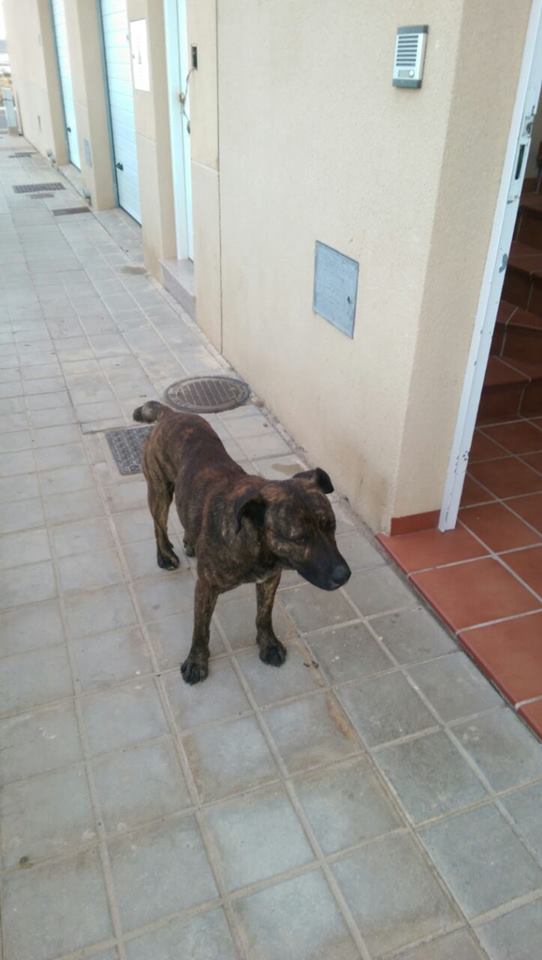 Los perros que nadie quiere y todos obvian 2 Perro abandonado callejeando por Campohermoso (mayo de 2015).