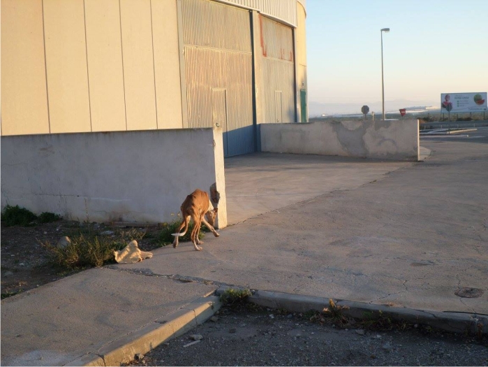 Los perros que nadie quiere y todos obvian 5 Podenco esquelético aparecido en un polígono de Campohermoso a finales de 2014. Fue rescatado por la vecina Lucía tras varios meses en los que deambulaba por el pueblo y nadie hacía nada por él.