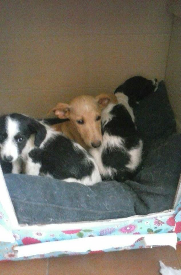 Cachorros abandonados dentro de una caja frente al domicilio de Lucía (abril 2015). Nunca se supo qué fue del resto de sus camadas.