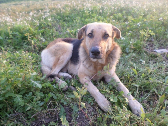 Los perros que nadie quiere y todos obvian 8 Pastor alemán que cuidó una finca hasta que se hartaron de él y lo echaron a la calle. Murió en ese descampado tras varios meses famélico. Esta foto es de septiembre de 2014.