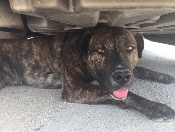 Los perros que nadie quiere y todos obvian 3 Perro anterior escondiéndose en un coche cuando un humano se acerca a él porque las personas le dan pánico.