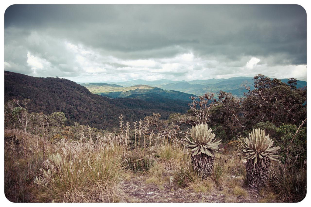 Páramo de Belmira, en Antioquia (Colombia). Fotografía: Alejandro Arango