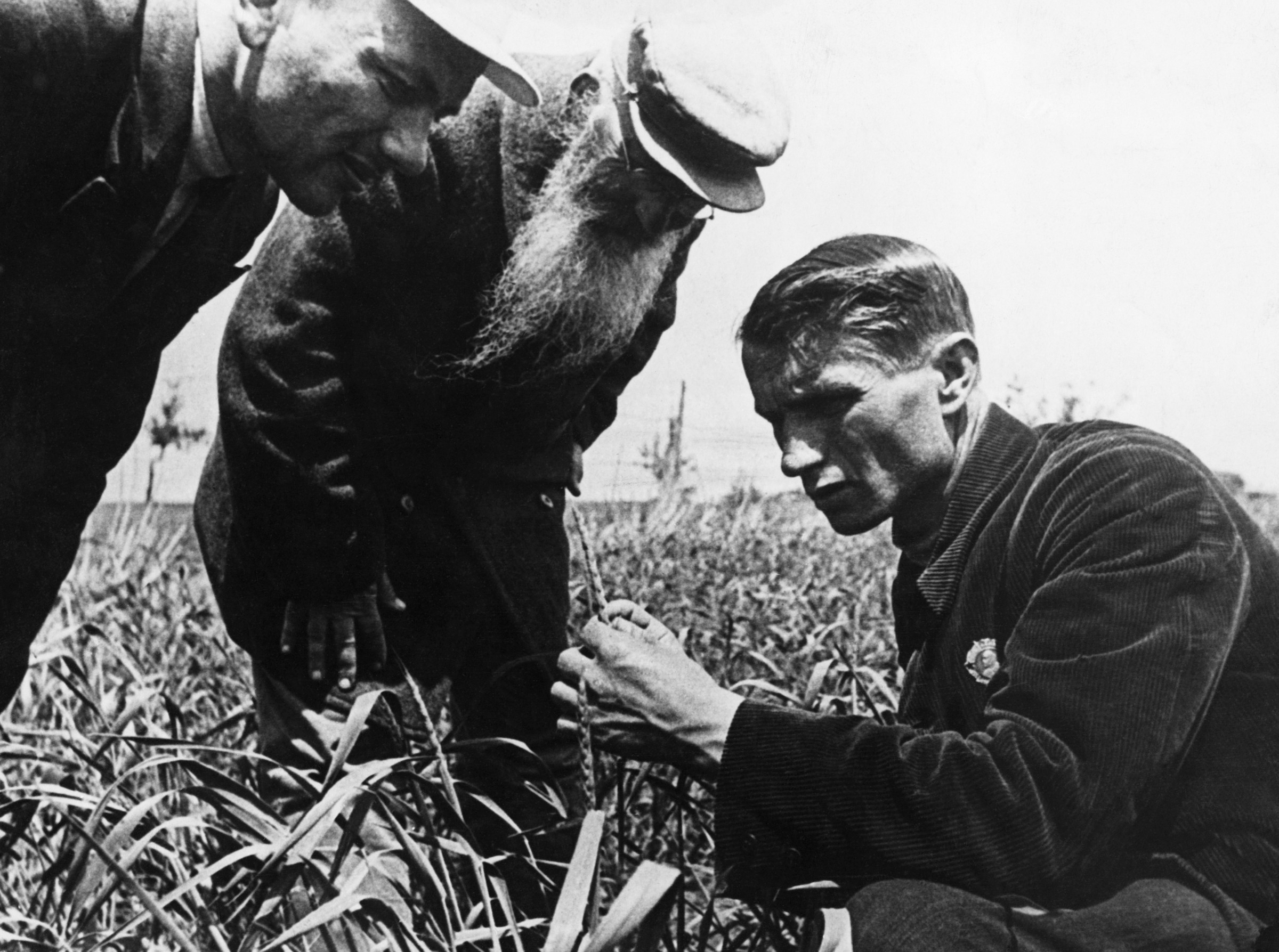ca. 1934-1967 --- Soviet geneticist and agronomist, the President of the Lenin Academy of Agricultural Sciences, Trofim Lysenko measures the growth of wheat in a collective farm field near Odessa in the Ukraine. | Location: Odessa, USSR. --- Image by © Hulton-Deutsch Collection/CORBIS