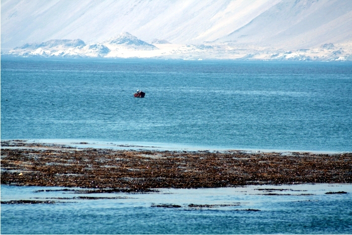 Las costas del norte Chile albergan uno de los desiertos más áridos del planeta (al fondo) y, a la vez, una de las productividades marinas mayores del planeta. Foto: Sergio Rossi.