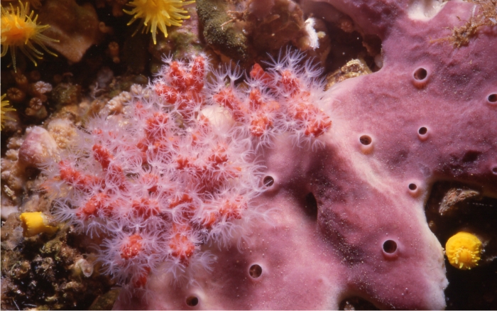 ¿A quién le importa el coral rojo? 1 Rama de coral rojo a unos 20 metros de profundidad con los pólipos abiertos. Foto: Sergio Rossi.