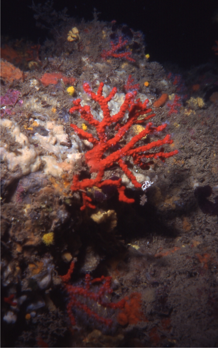¿A quién le importa el coral rojo? 2 Coral de cierta envergadura a unos cincuenta metros de profundidad en una reserva natural de Cataluña. Foto: Sergio Rossi.