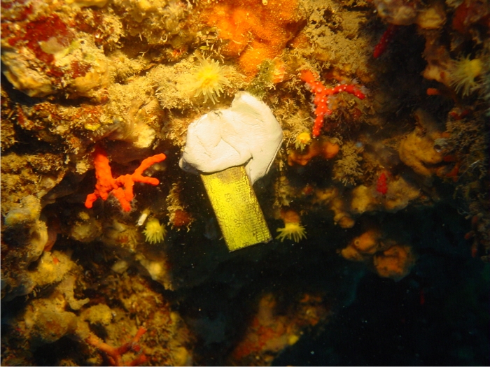 La realidad del coral en nuestras costas: muy pequeño, en el límite de su capacidad para recuperar las poblaciones. Foto: Sergio Rossi.