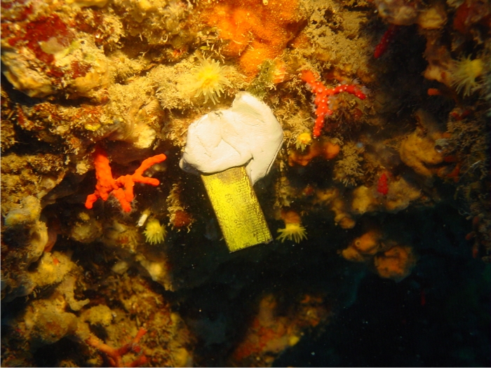 ¿A quién le importa el coral rojo? 3 La realidad del coral en nuestras costas: muy pequeño, en el límite de su capacidad para recuperar las poblaciones. Foto: Sergio Rossi.