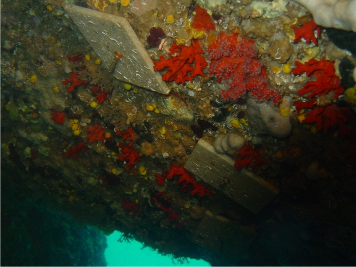¿A quién le importa el coral rojo? 4 Estudiar la capacidad de recuperación de la especie y su potencial trasplante ha movido a os científicos de varios países durante estos últimos quince años. Foto: Sergio Rossi.