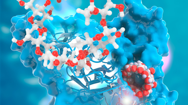 Simulación computacional en 3D de la enzima CGT-asa produciendo ciclodextrina. Imagen cortesía de 3Dciencia.com